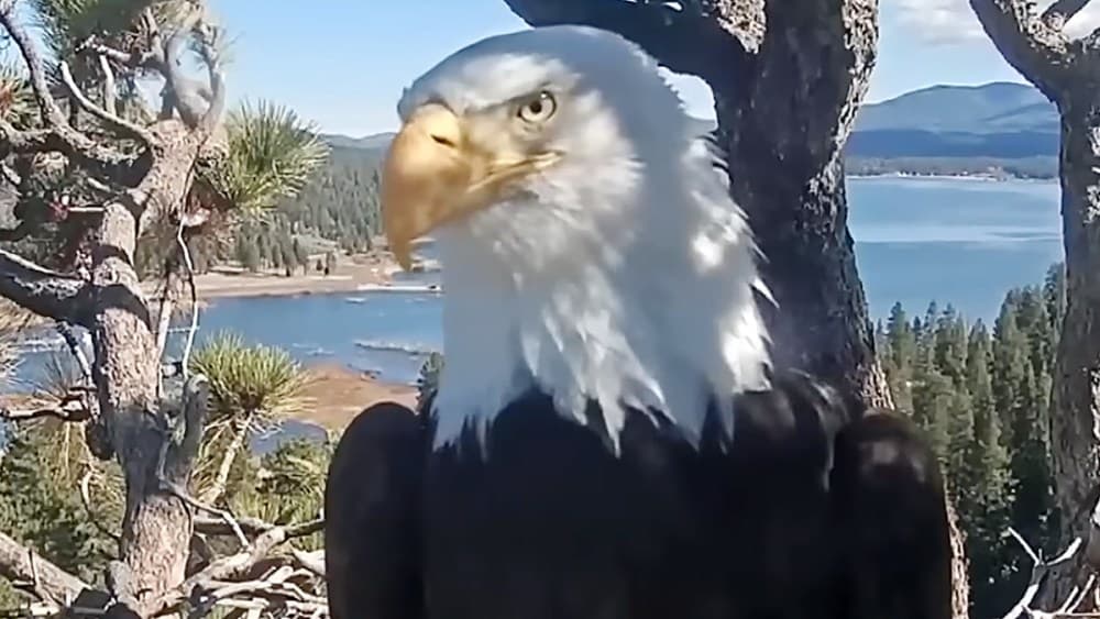 Soaring High: The Heartbreaking Loss of Beloved Bald Eagle Jackie, a Global Social Media Phenom