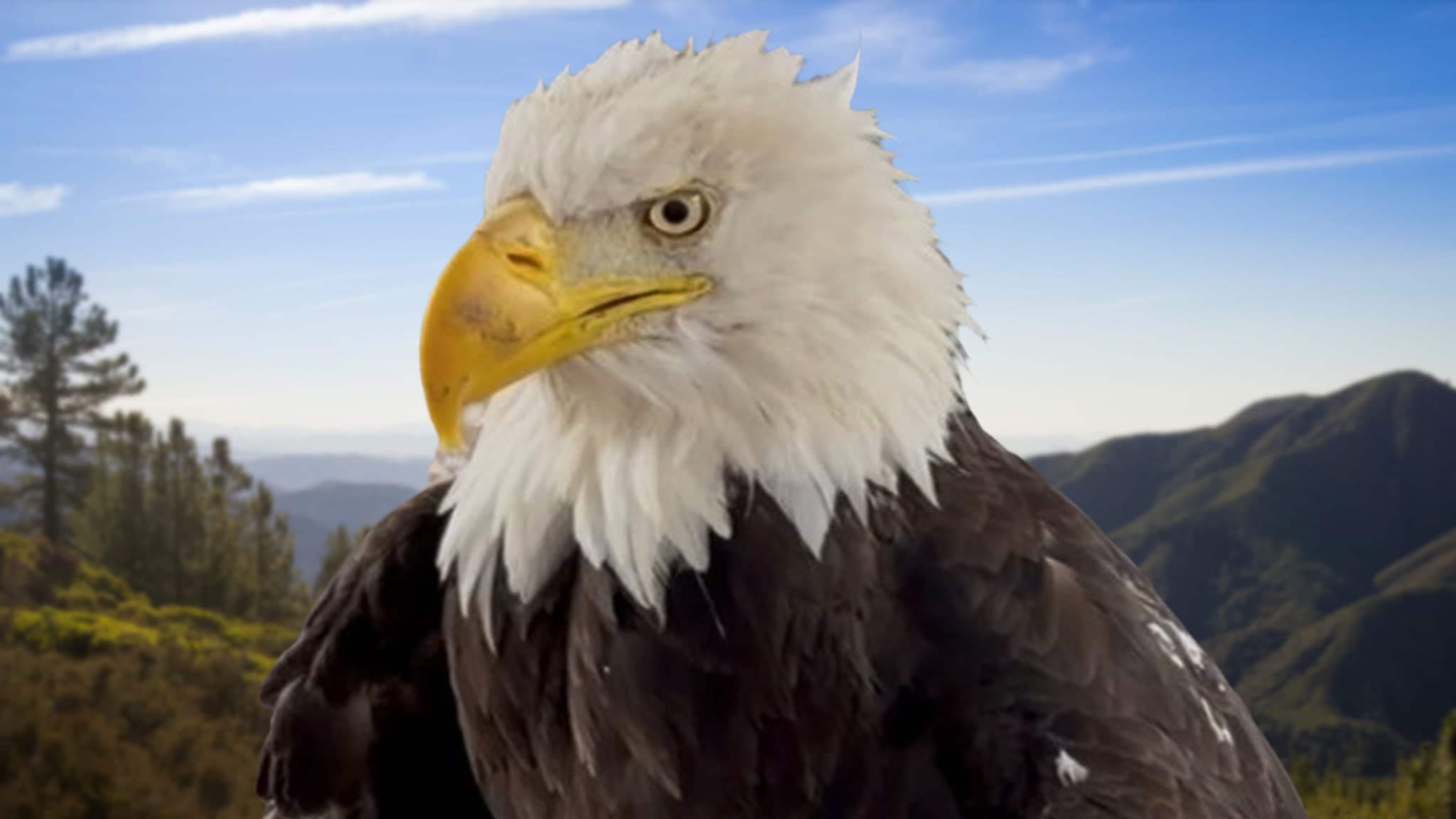 Celebrating Jackie's Legacy: Big Bear Contemplates Stunning Memorials for Iconic Eagle