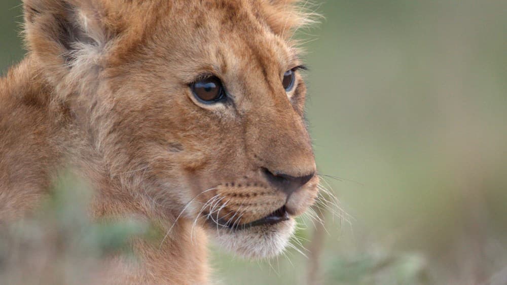 Behind the Pride: Jon Favreau's Journey into the Wild for National Geographic's "Lion"